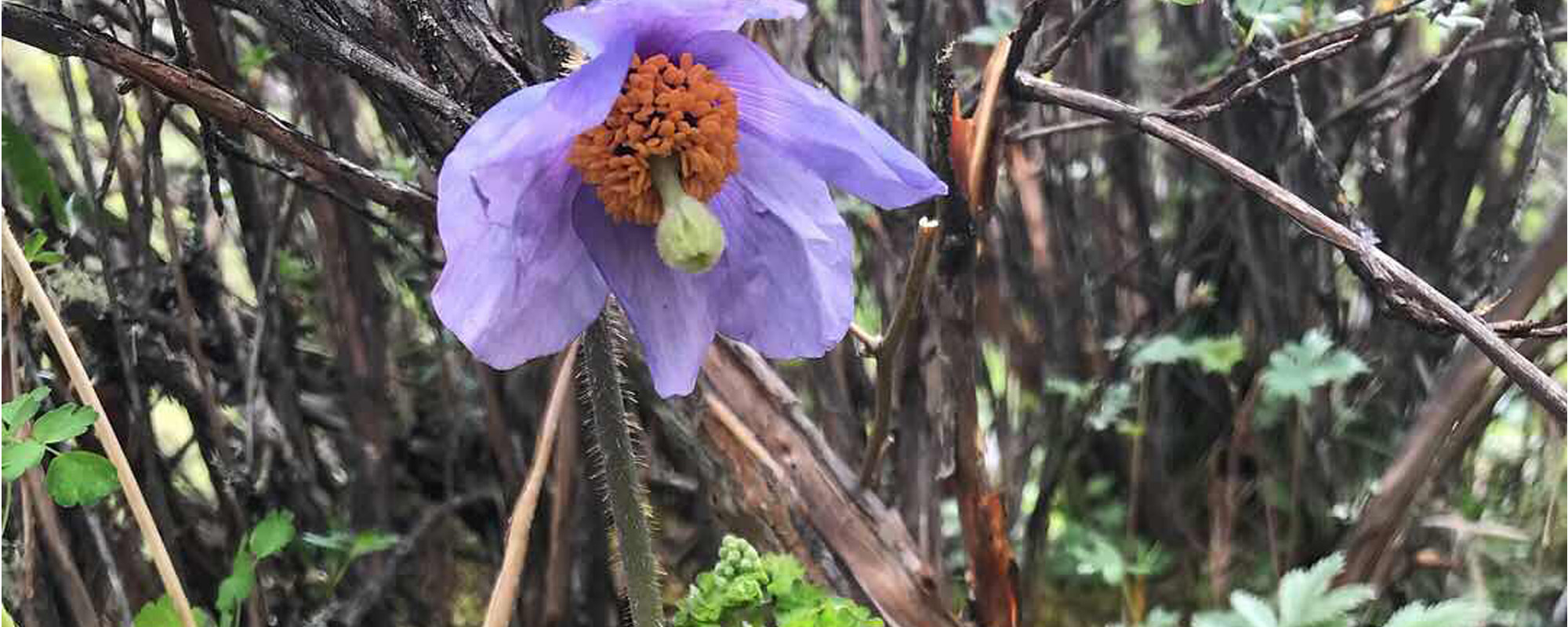 BLUE POPPY TREK